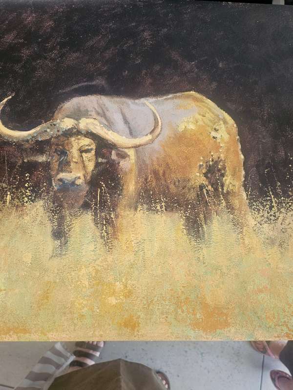 The Buffalo Stare