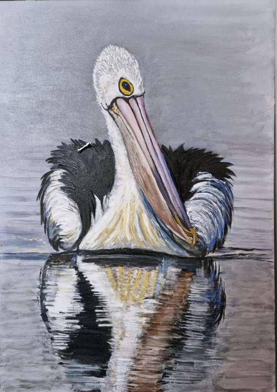 Pelican dream
